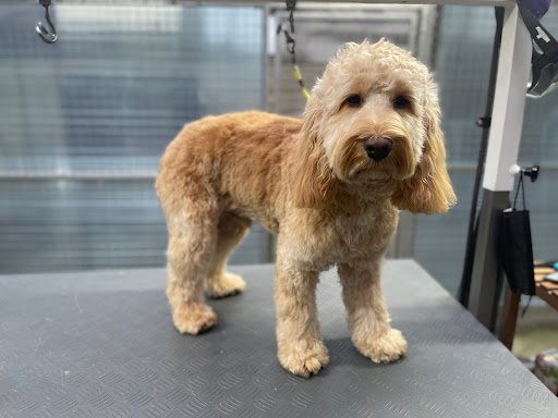 Tlc Pet Grooming Athlone listing image