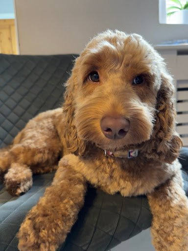Toe Beans Dog Grooming listing image