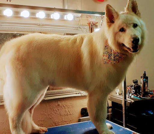 Top Dog Grooming listing image