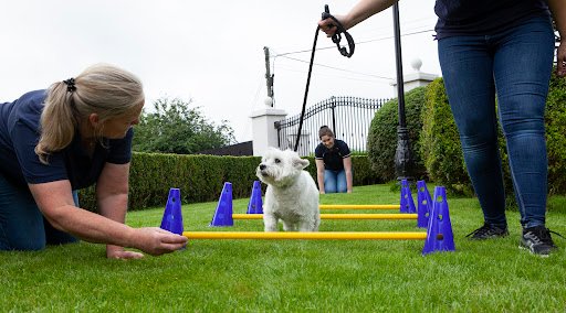 Top Dogs Canine Centre listing image