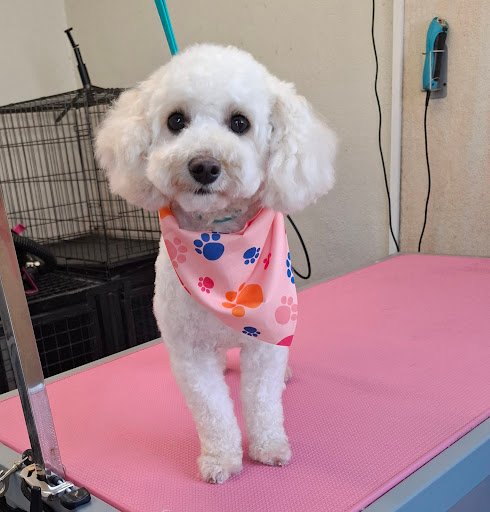Tracey's Dog Grooming listing image