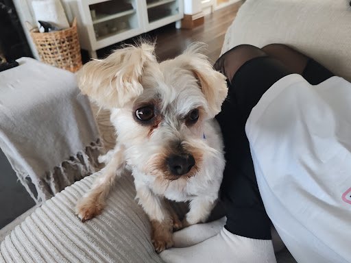 Trendy Paws Dog Grooming LTD listing image