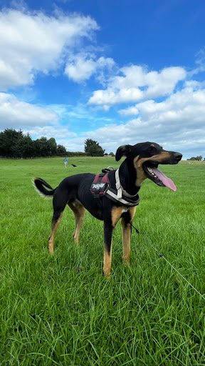 Trudder Dog Boarding/kennels listing image