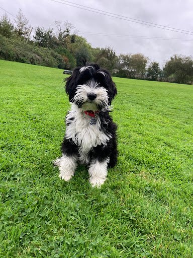 Tuckmill Boarding Kennels listing image