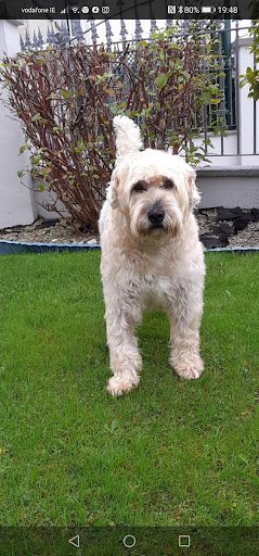Tyrrells Doggy Grooming listing image