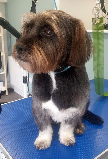 Ultimutt Dog Grooming listing image