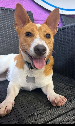 Urban Tails Doggy Daycare Limerick listing image