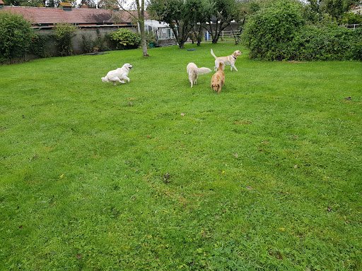 Vesington Boarding Kennels listing image