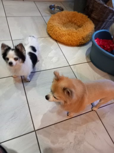 Vet and Pet Clinic listing image