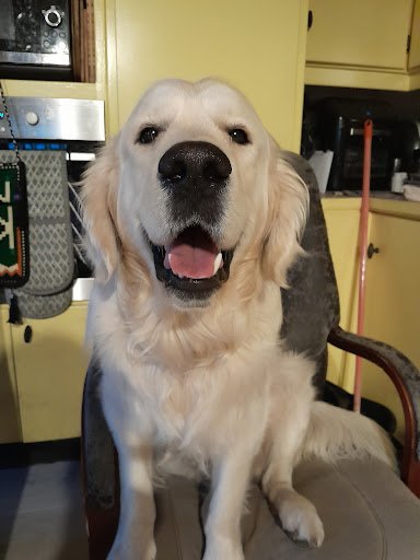 Veterinary Clinic Newbridge Bluevet listing image