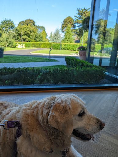 Veterinary Specialists Ireland listing image