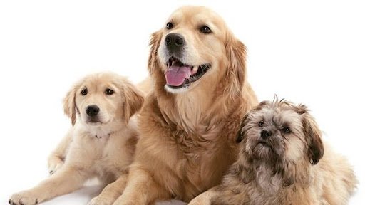 Vigorous Boarding Kennels listing image