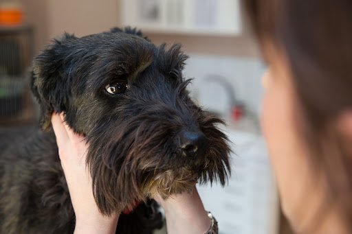 Village Vets Cloyne (Cloyne Veterinary Clinic) listing image