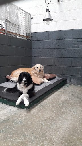 Waggly Tails Dog Grooming and Boarding Kennels listing image