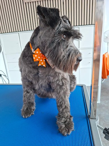 Wagmore - Dog Grooming and Daycare listing image