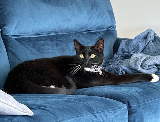 Wags and Tails & Purfect Cattery listing image