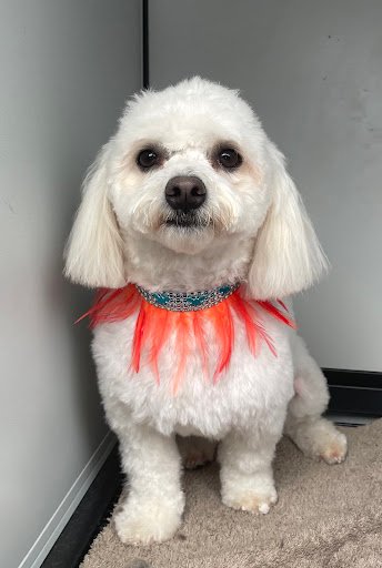 Wagsdogs Boarding and Grooming Ballinrobe listing image