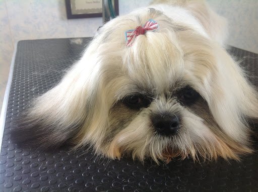 Wagtails Dog Grooming listing image
