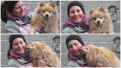 West City Kennels & Cattery listing image