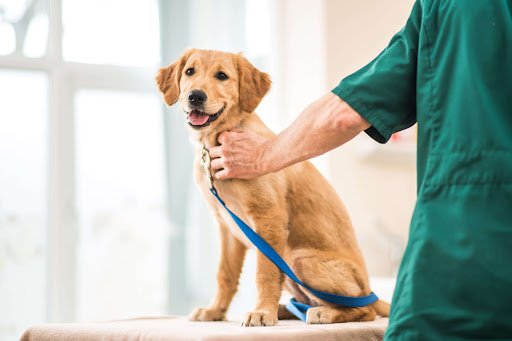 Wexford Veterinary Hospital listing image