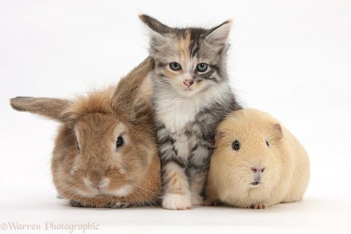 Whiskers and Furries Hotel listing image