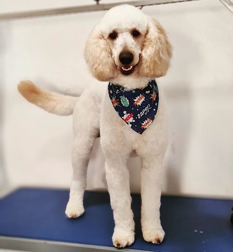 Whistlers Dog Grooming listing image