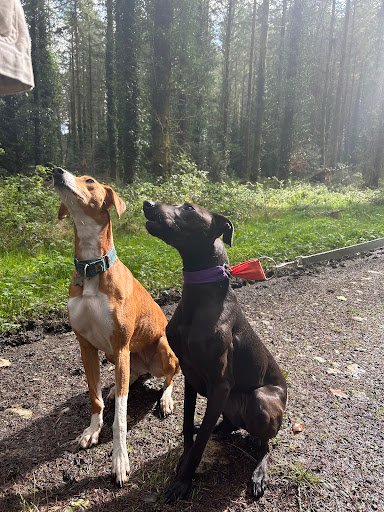 Wicklow Animal Welfare listing image