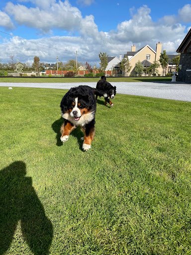 Woof Dog Grooming and Boarding Kennels | County Kerry listing image