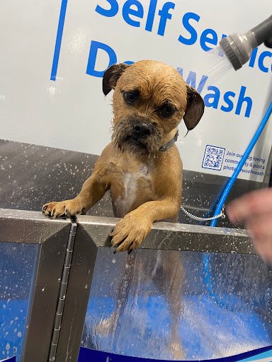 Woof N Wash listing image