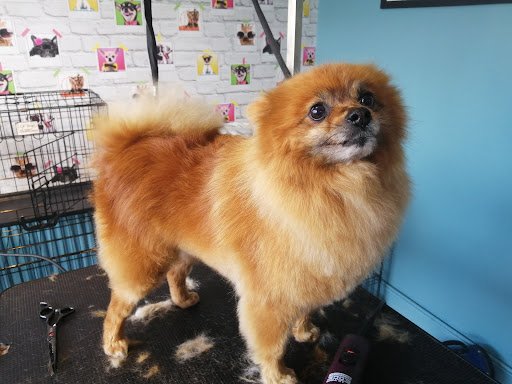 Woof & Ready Dog Grooming Parlour listing image