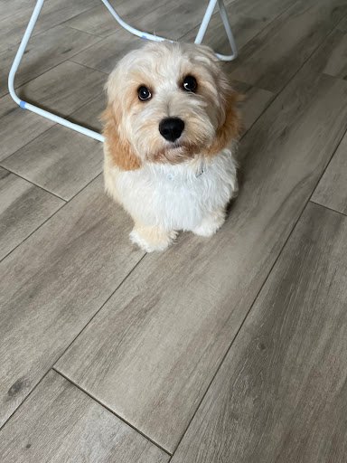 Woof Woof Wagging listing image