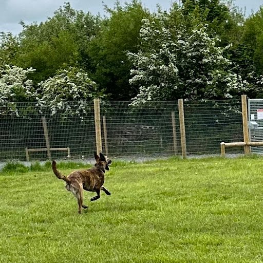 Woofland Dog Park Claremorris County Mayo Ireland listing image