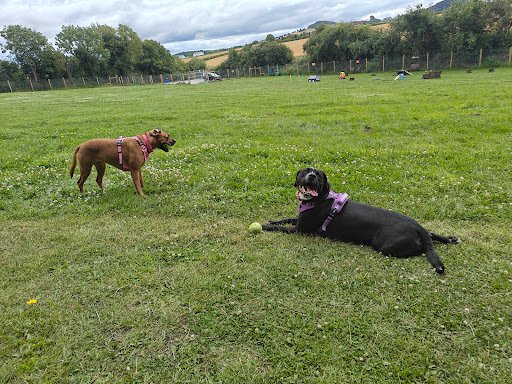 Woofland Dog Park Portlaoise County Laois Ireland listing image