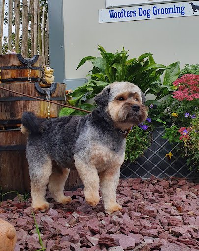 Woofters Dog & Cat Grooming Kinnegad listing image