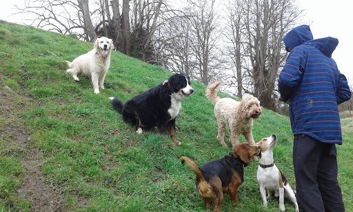 Woofys Kennels/snuggles Cattery listing image