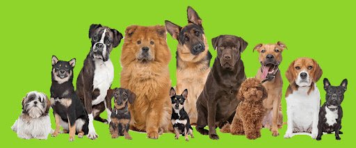 Yappy Days Dog Grooming Headford Tuam Caherlistrane listing image