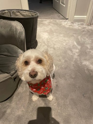 Yoon's Dog Salon listing image