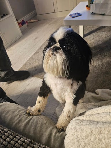 Zuppy Puppy Grooming listing image
